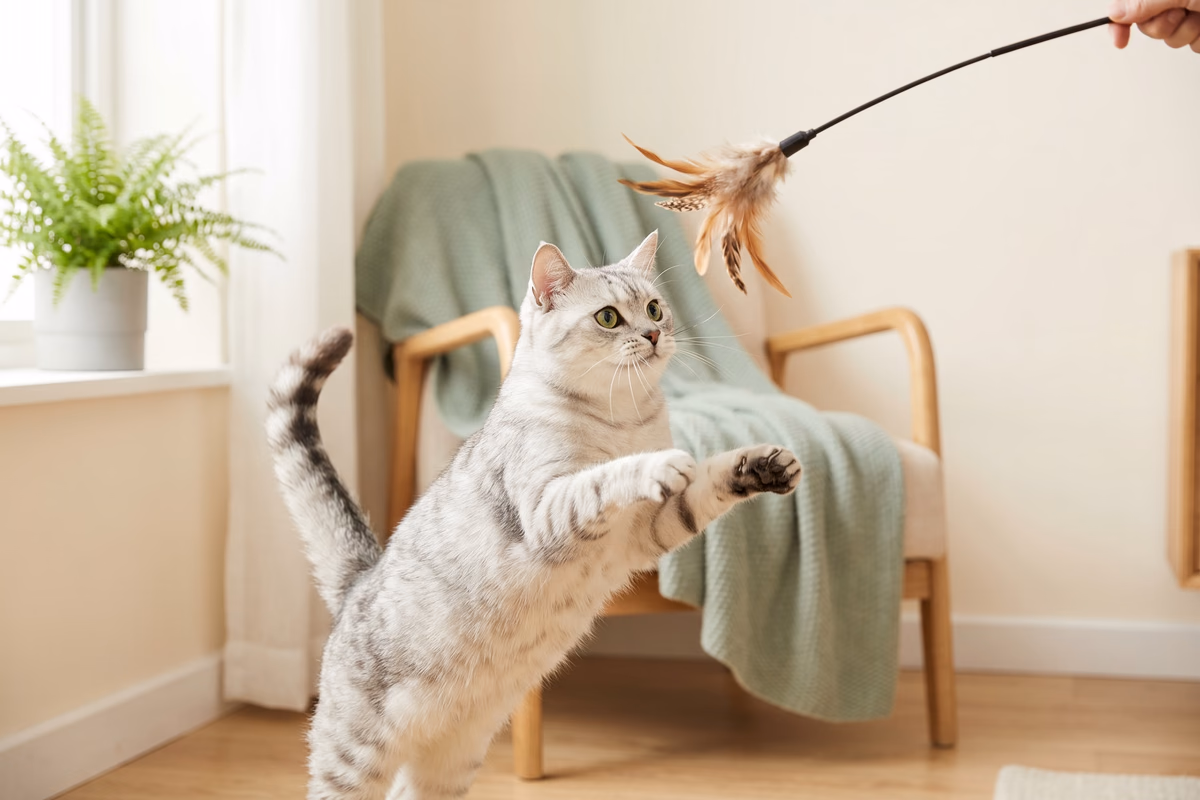 Gato atigrado plateado saltando para atrapar un juguete de varita con plumas en una sala luminosa